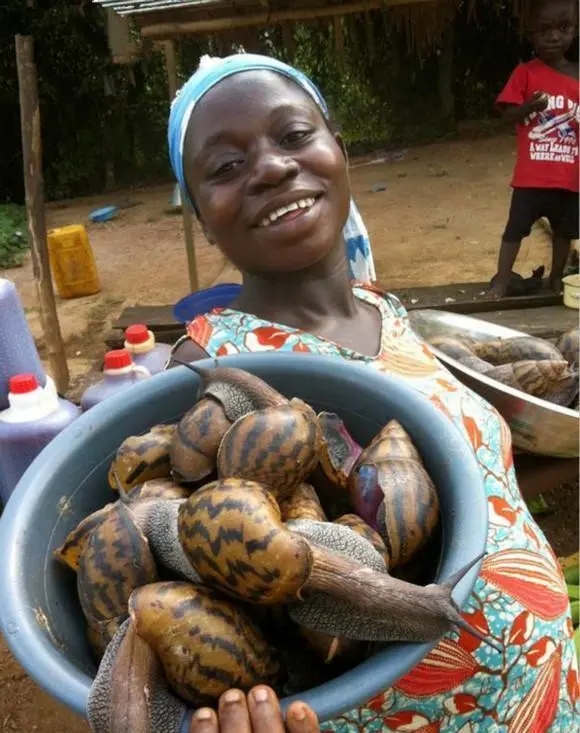 非洲大蜗牛入侵美国，每年可产5窝，花费数百万美元没法治理