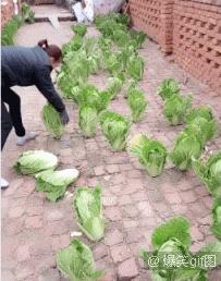 单身狗慎入合集国漫,单身狗慎入高甜预警