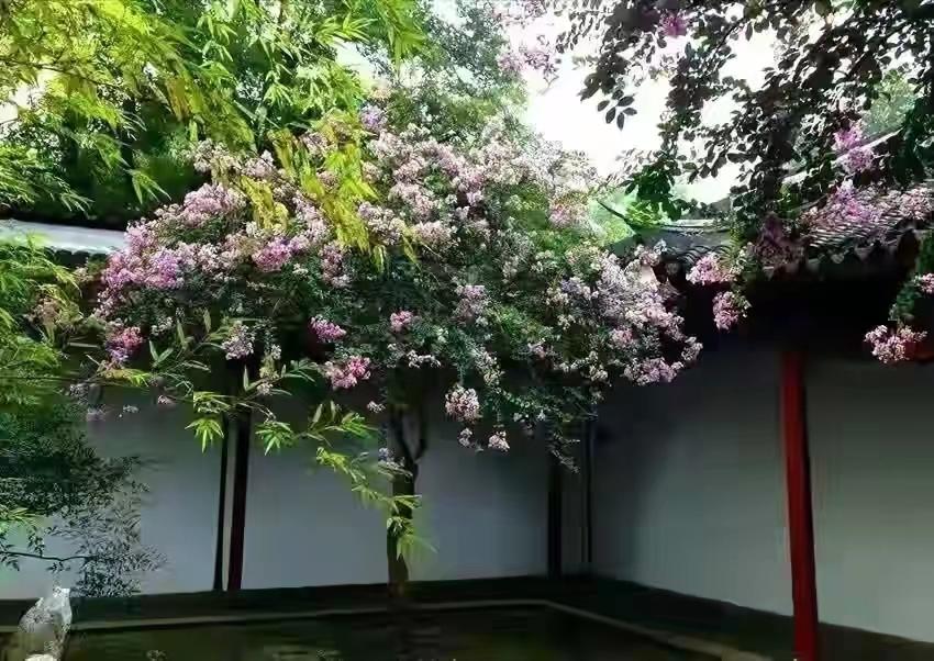 庭院四季常青不怕晒又耐寒的花树,适合在庭院里种植的花树有哪些