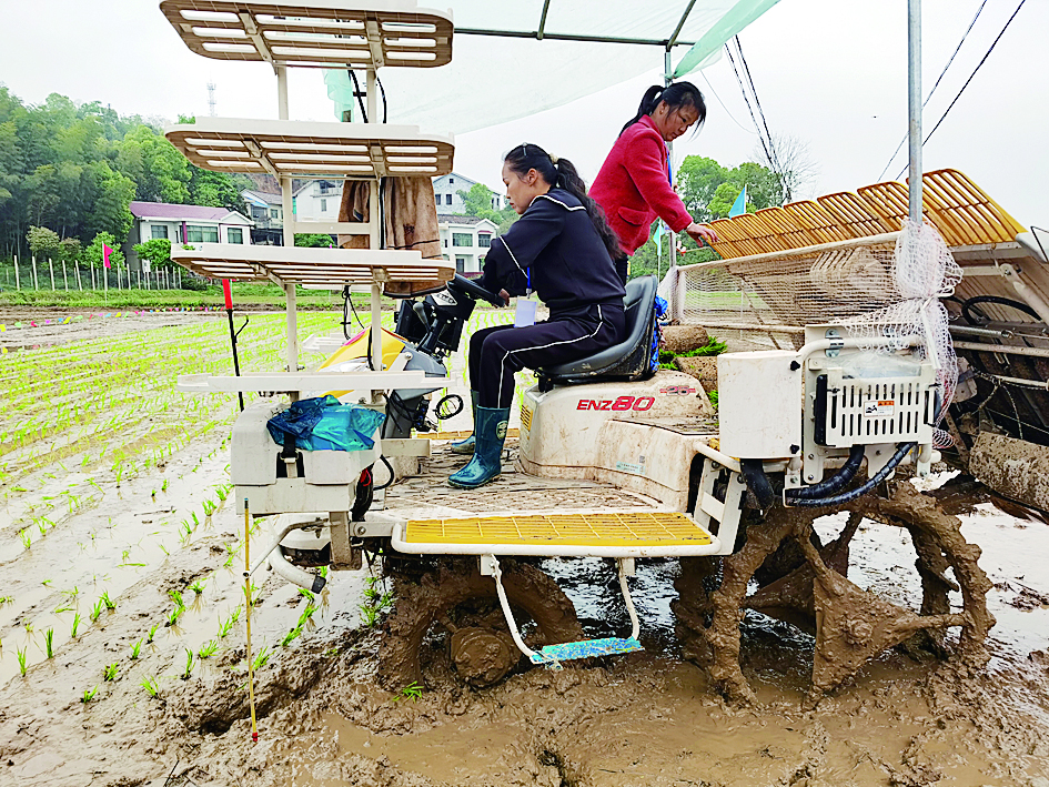 夏天田野除草插秧,插秧时的田野视频