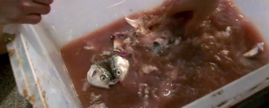 打捞巨型魟鱼,巨大魟鱼