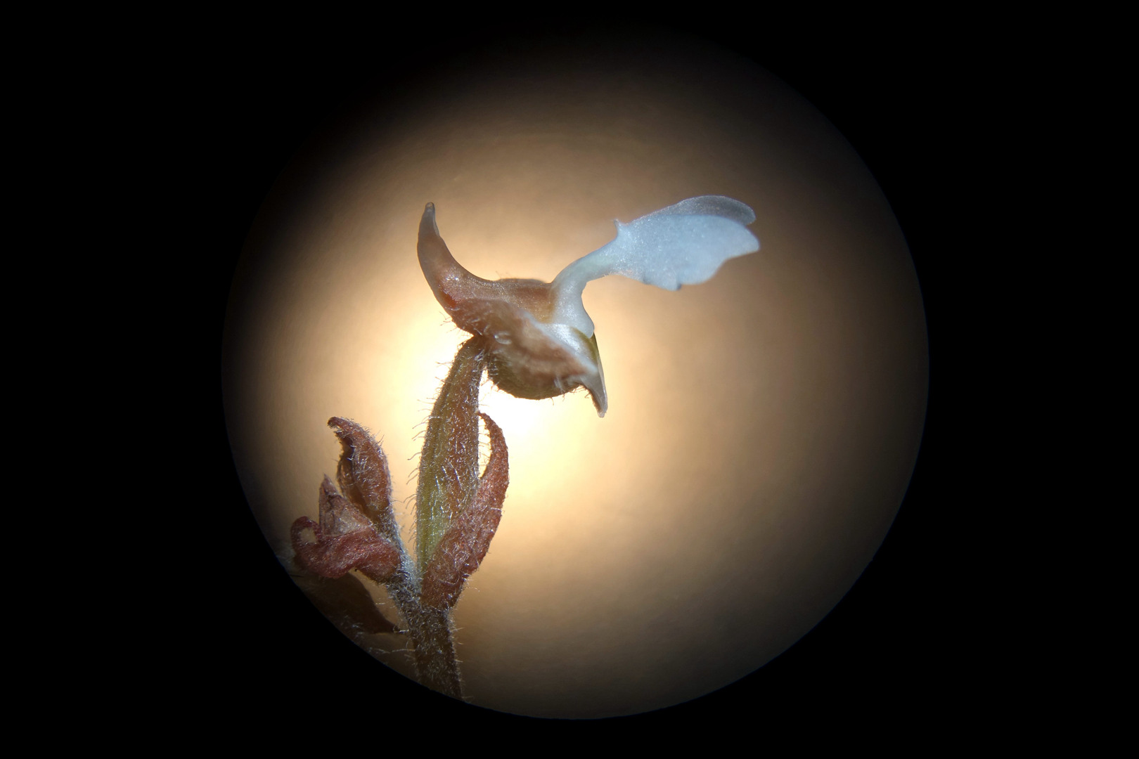 海曙龙观乡深山中首次发现珍稀兰科植物——浙江金线兰