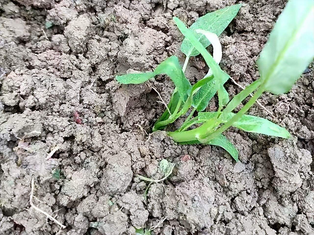 阳台种什么菜比较好,阳台适合种什么菜长得快