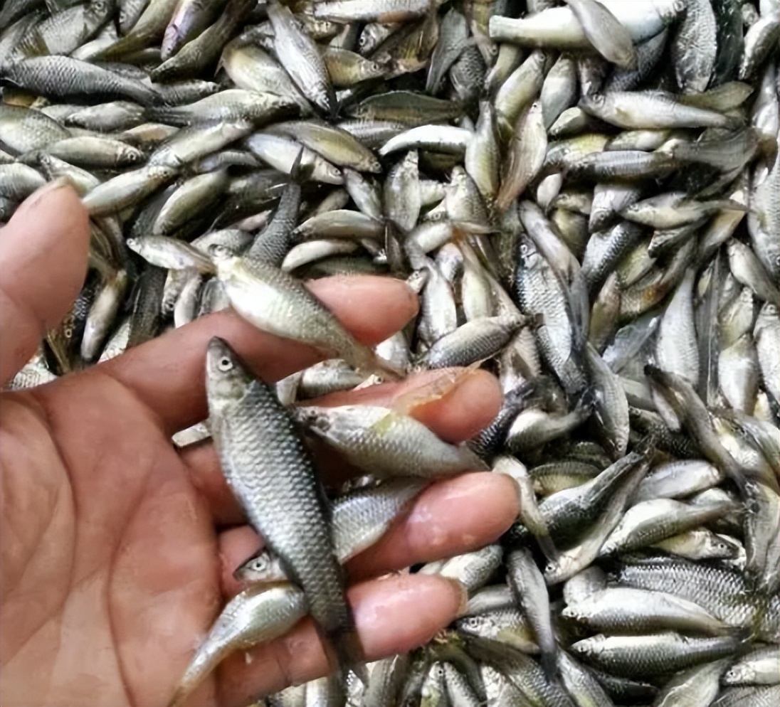 麦穗鱼养殖方法与养殖技巧,麦穗鱼如何规模化繁殖