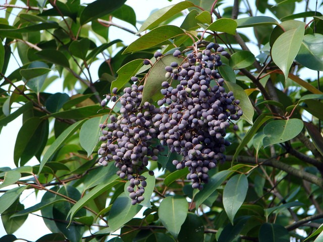 滋阴养五脏中成药,补五脏阴虚的中药有哪些