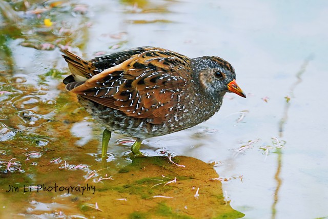 画眉鸟百啭千声,百啭千啼