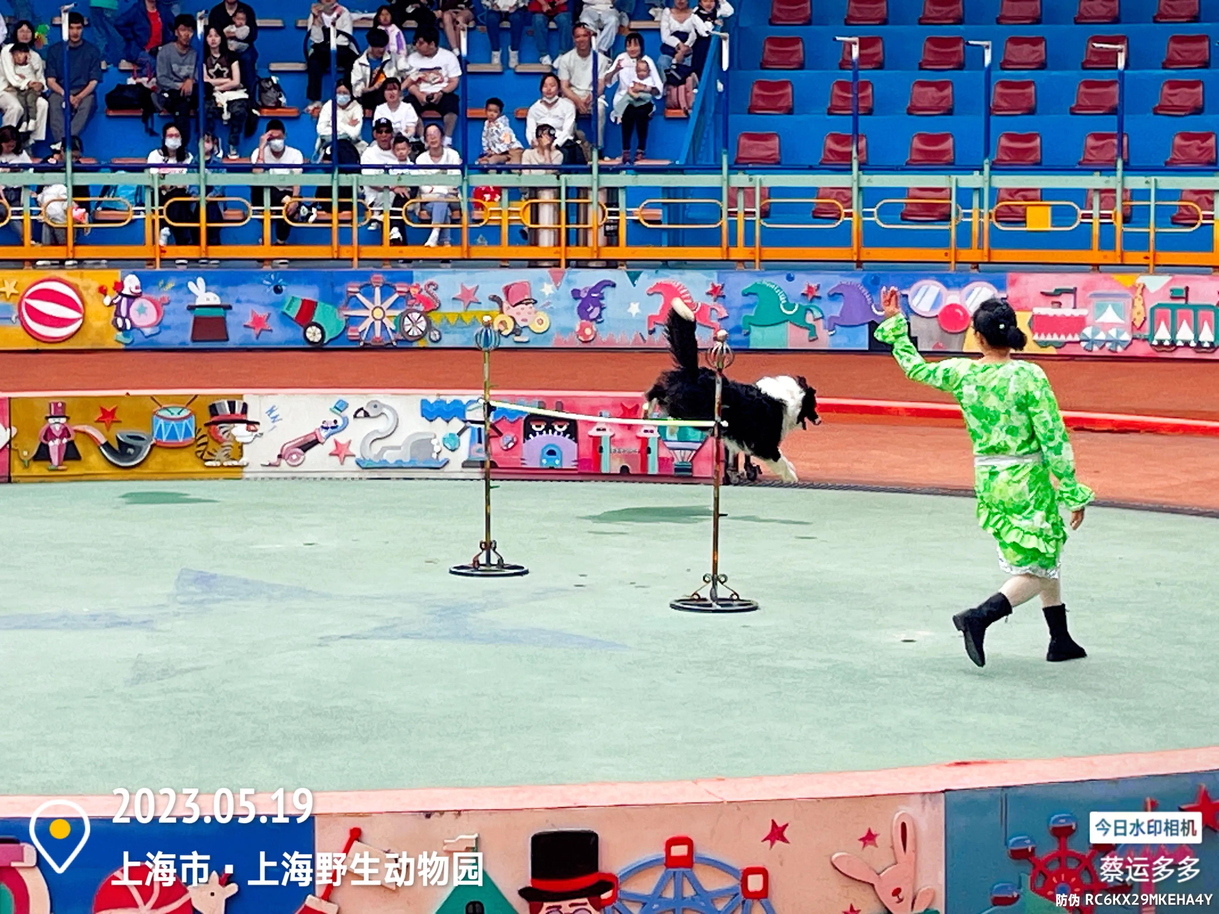 我喜爱的动物是小猫,什么动物招人喜爱