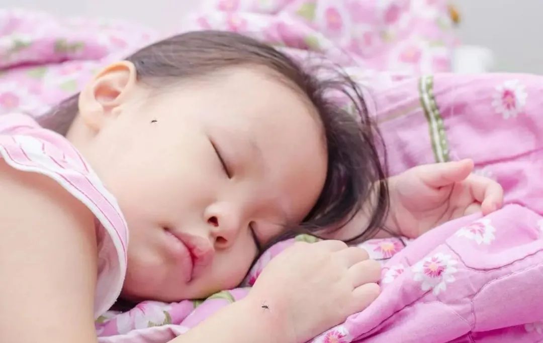 蚊子最怕的不是蚊香而是它,蚊子最大的天敌不是蚊香教你一招