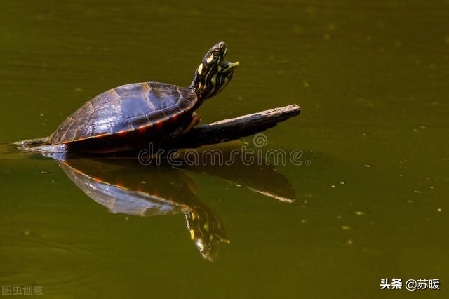 小龟为什么会咬尾,为什么新龟会被原缸的龟咬