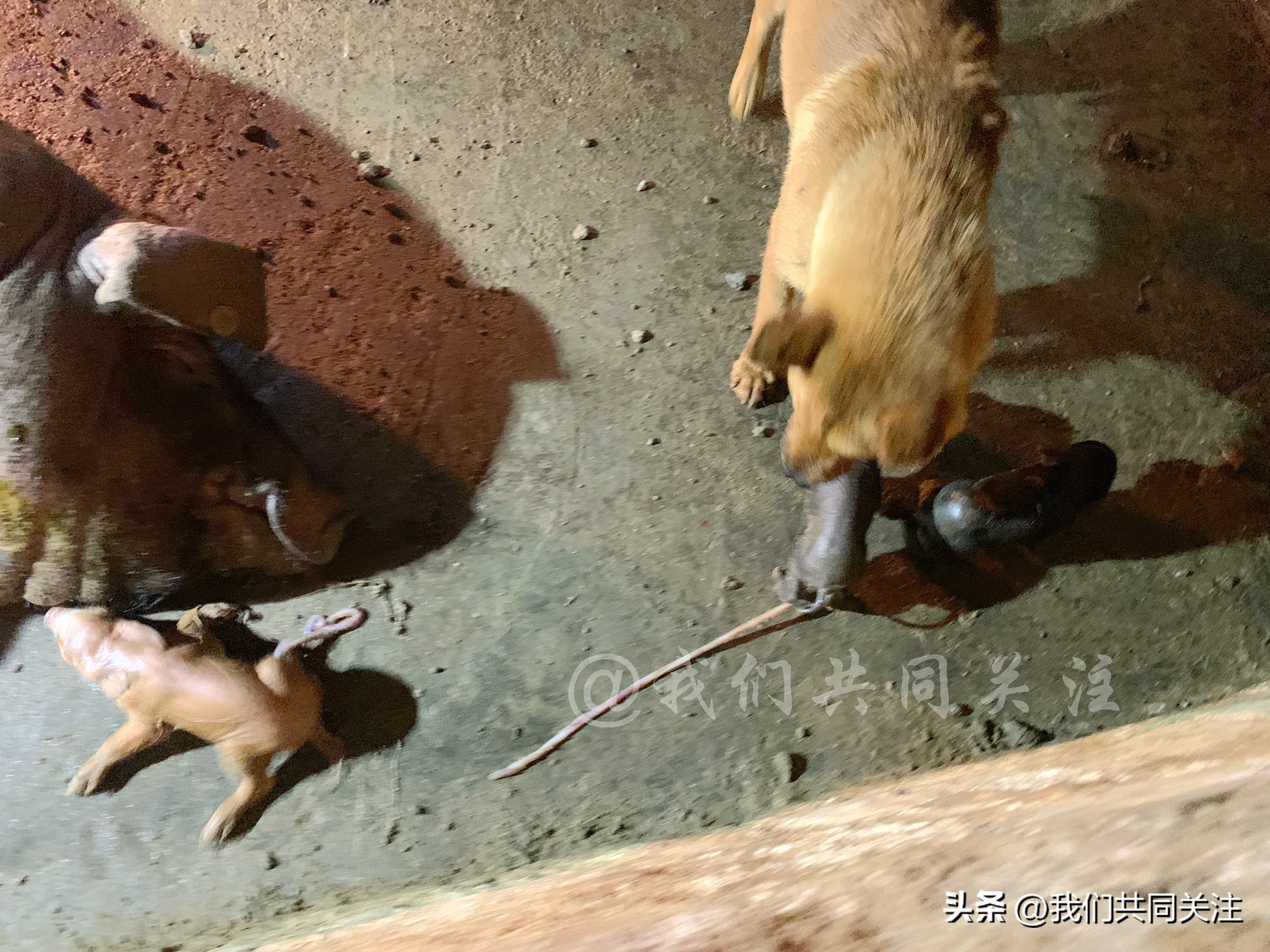中华田园犬人工繁殖,中华田园犬遇到人类幼崽