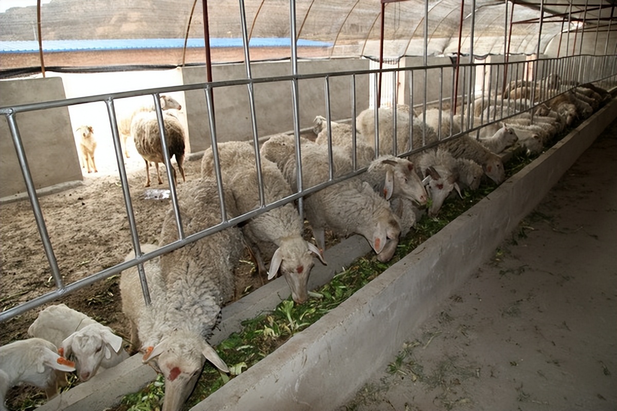 母羊弓背怎么治疗,母羊弓背怎么回事