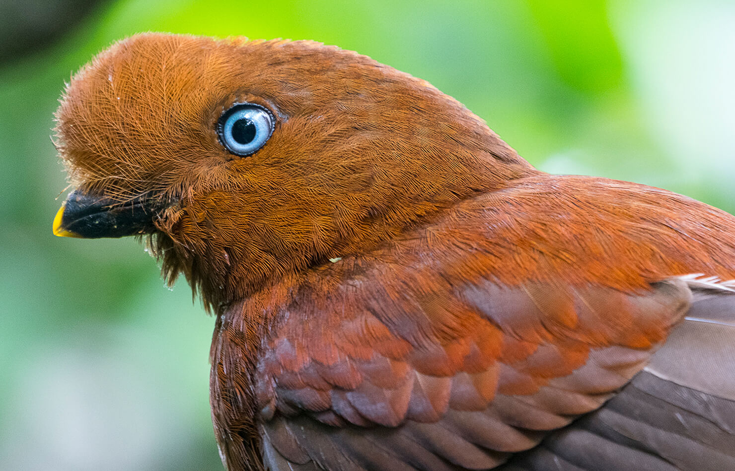 高清图集｜盘点那些“气质超群”的鸟类