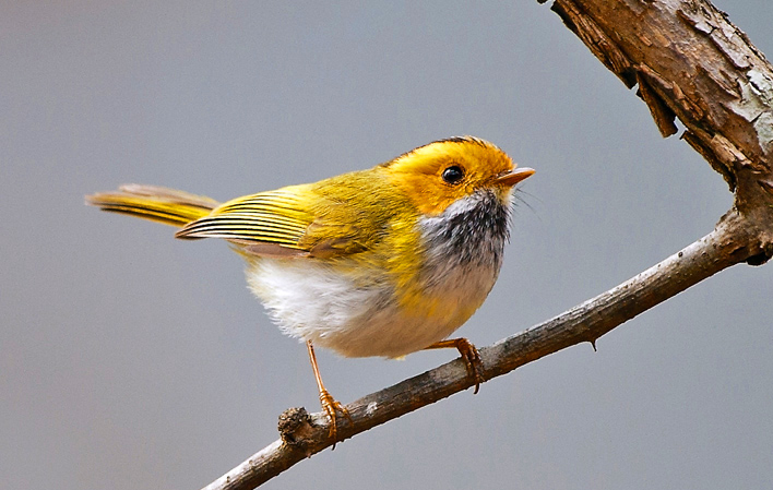 钱欣葆：《童年的“玩伴”》