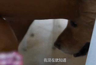 李健康辉为什么都是丁克,康辉李健丁克一族视频