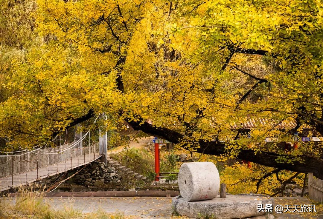 河南景点森林氧吧,河南五地入选中国天然氧吧