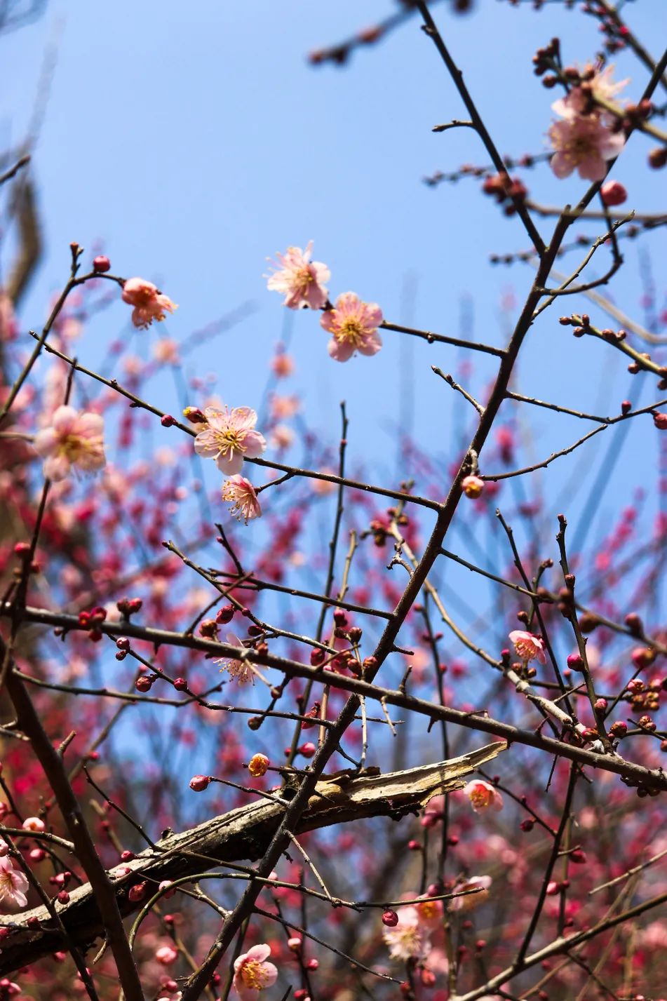 花海遇知音的下一句,花海遇知音汉阳喊你来赏花