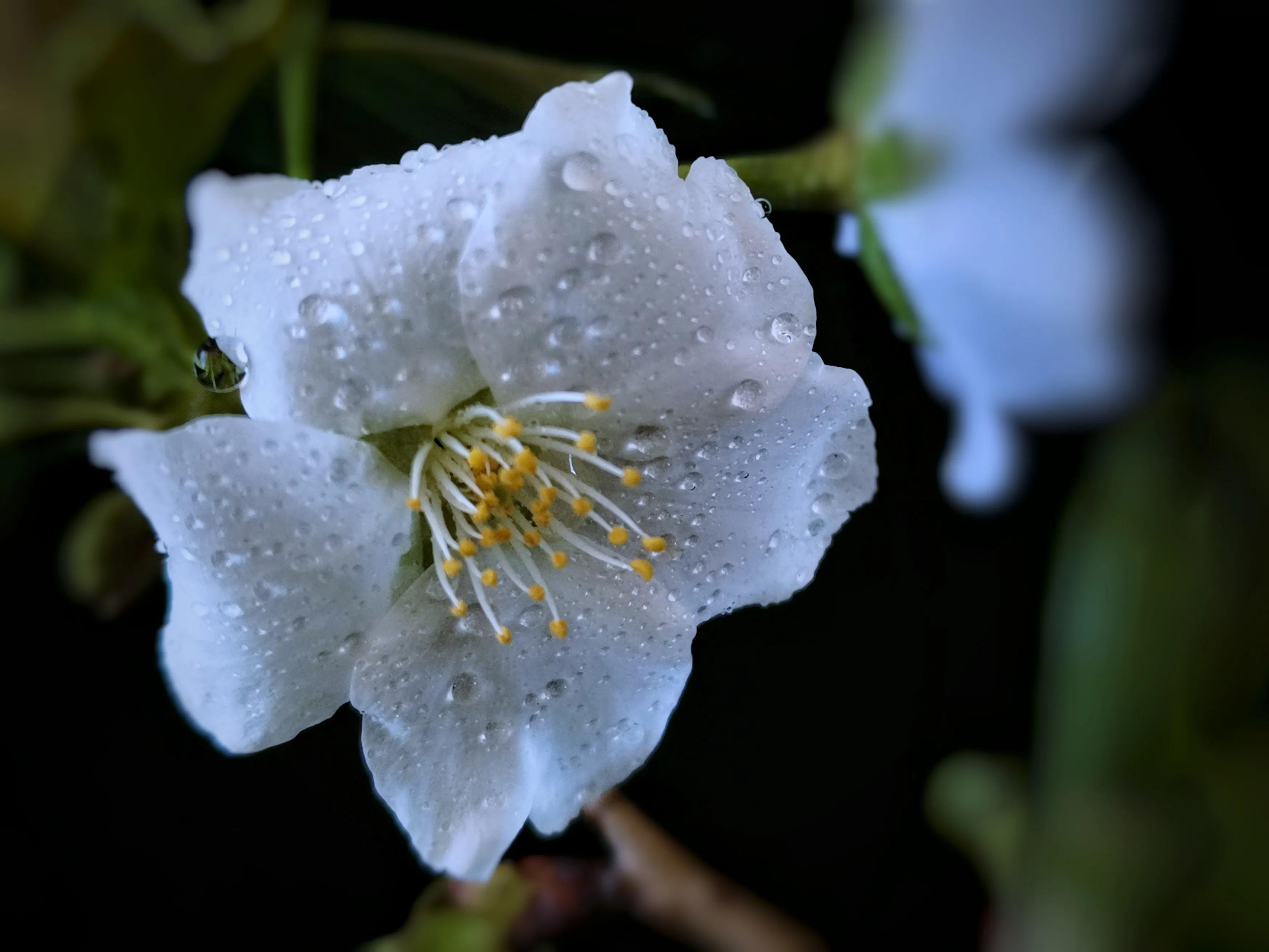 百花酿诗韵芬芳留人间（一）