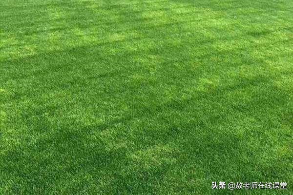 景观园林设计草坪作用,草坪景观设计原则