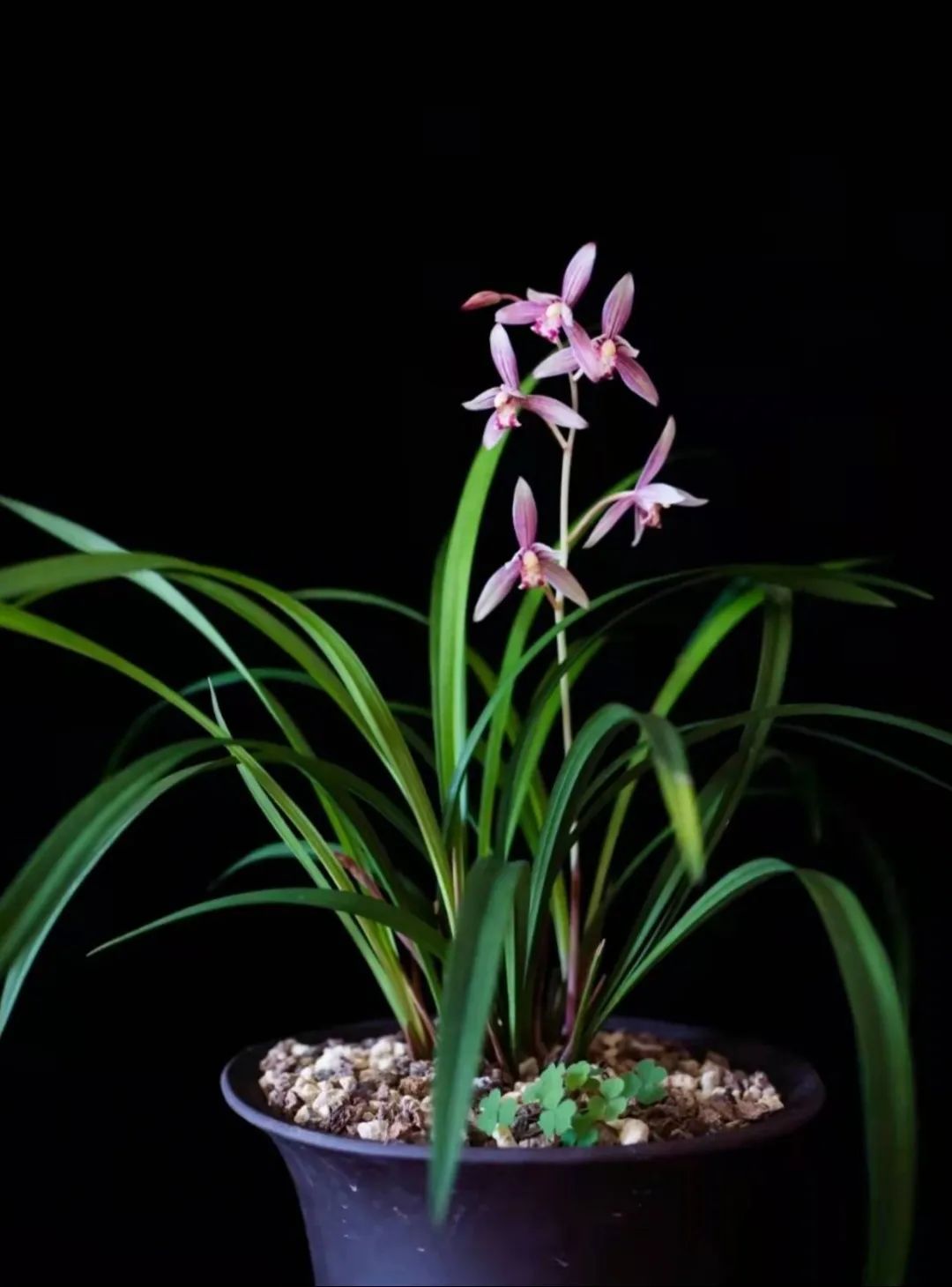 快来看看，兰花的世界真奇妙|壹木星球No.14