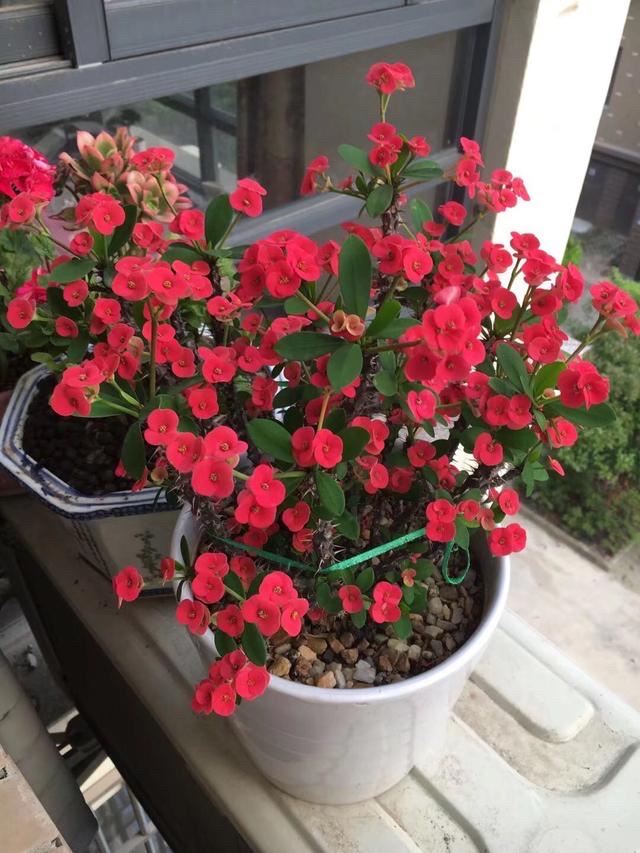 虎刺梅的养护技巧,虎刺梅如何养护花开鲜艳