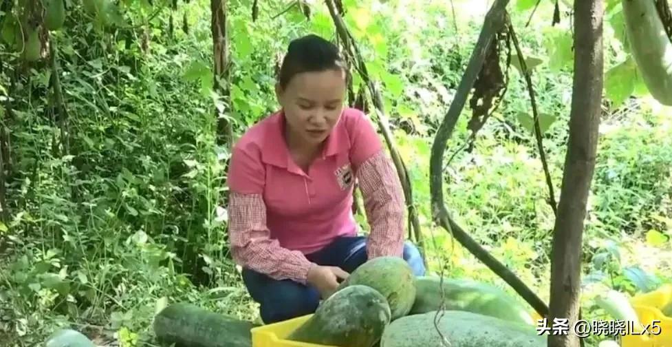 果农如何才能赚钱,果农的年收入