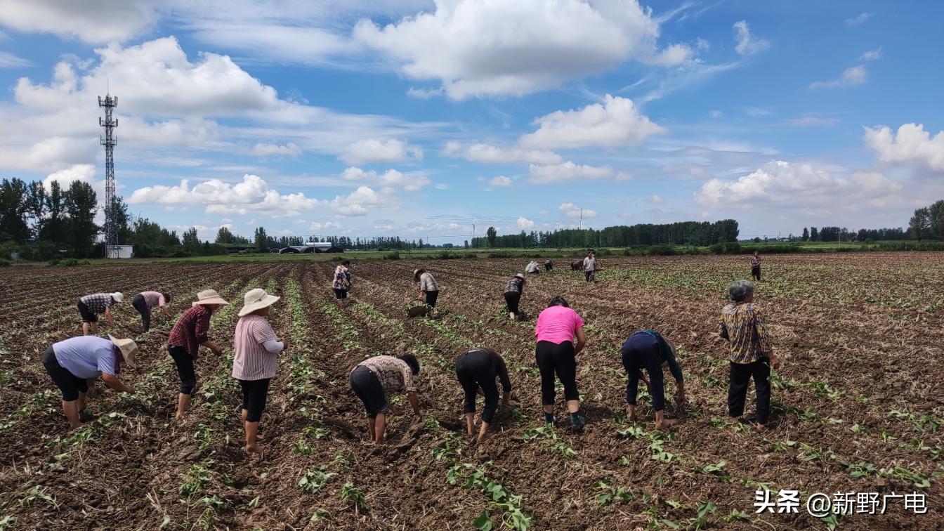 新野县施庵镇：小红薯“链”起“大产业”黄土地种出“金元宝”