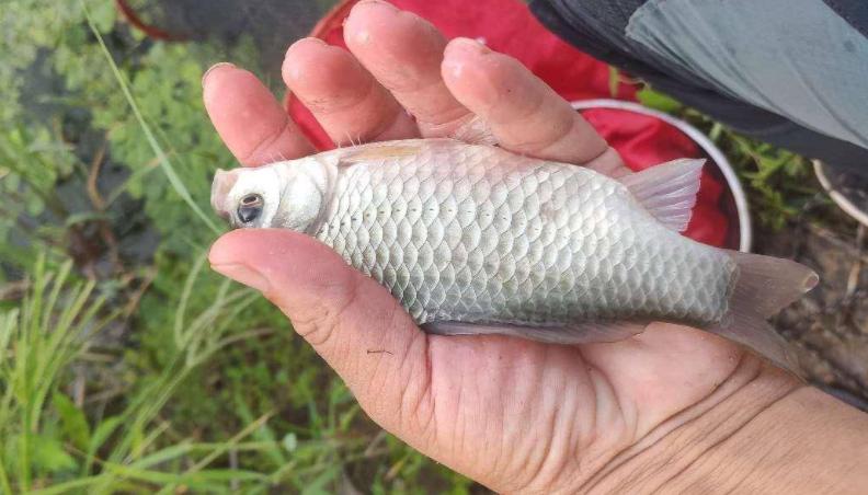 钓鱼竿选择什么样的鱼竿好,综合竿推荐购买哪款鱼竿最好