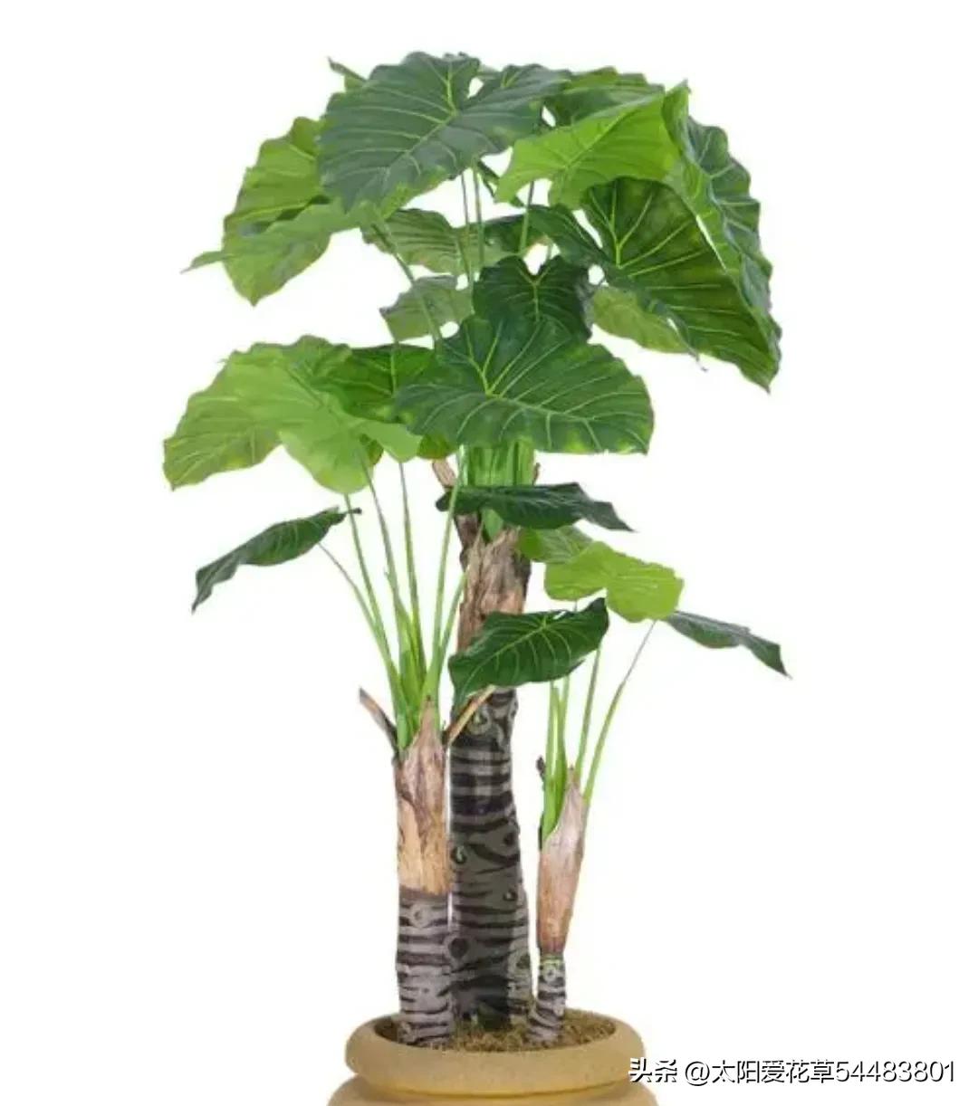 客厅常绿盆栽小型,适合室内养殖的大型常绿植物