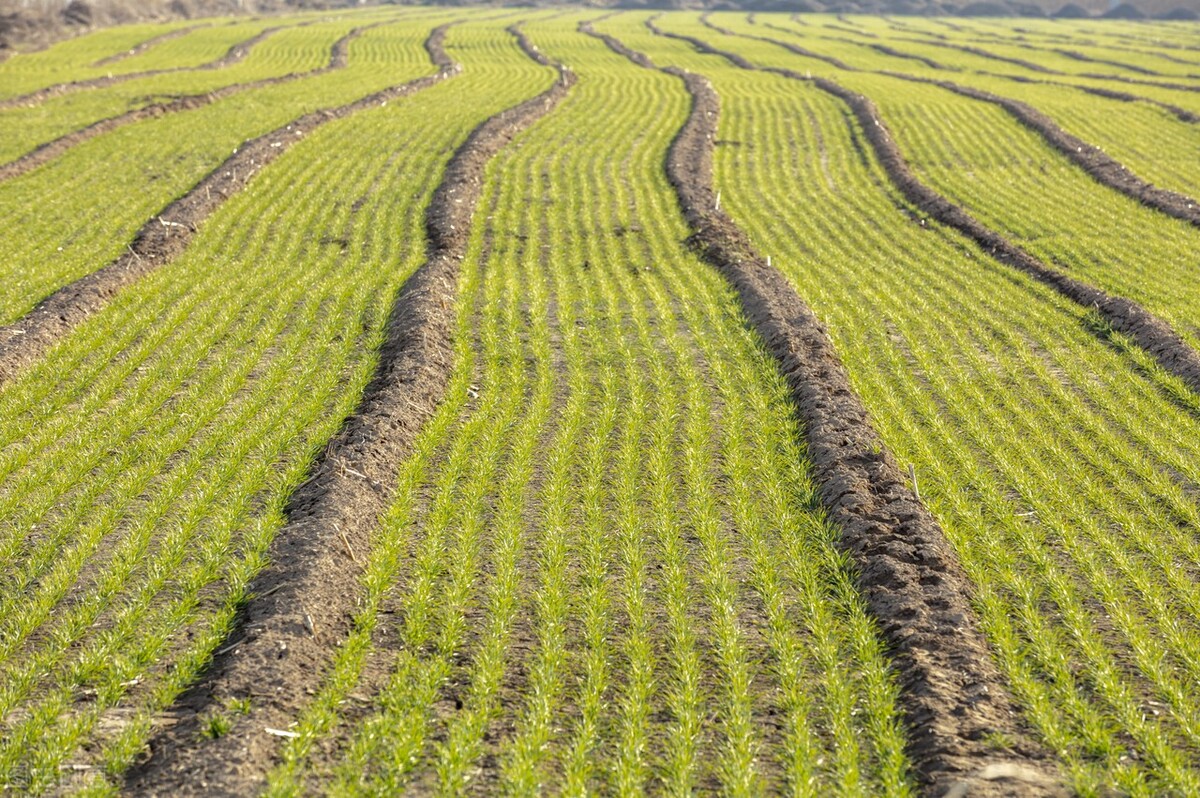 承包100亩地，出门打工，一年同样能挣10万元，你会如何选择