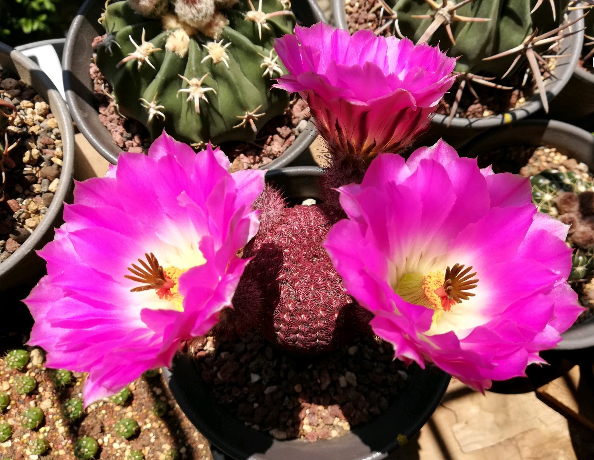 仙人球红太阳最大冠幅,十大爱开花的仙人球品种