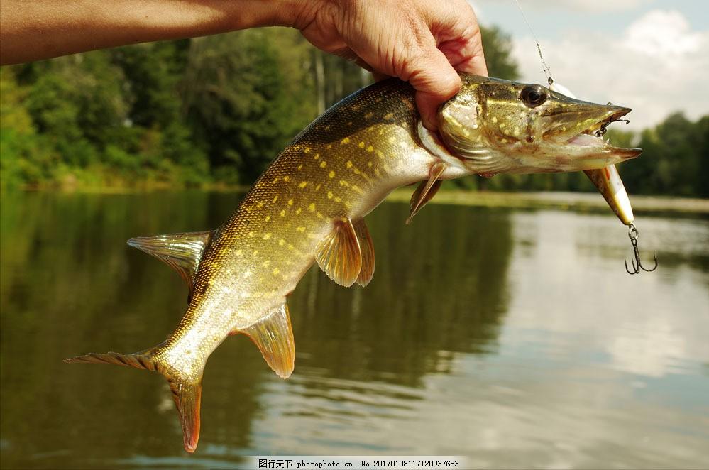 钓狗鱼、套野猪、打狗熊。请随我领略一番东北人以往的生活情趣吧