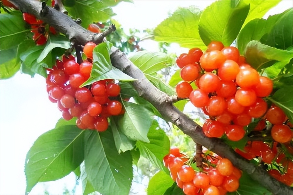 秋季应该吃什么水果好,盛夏最适合孩子的水果