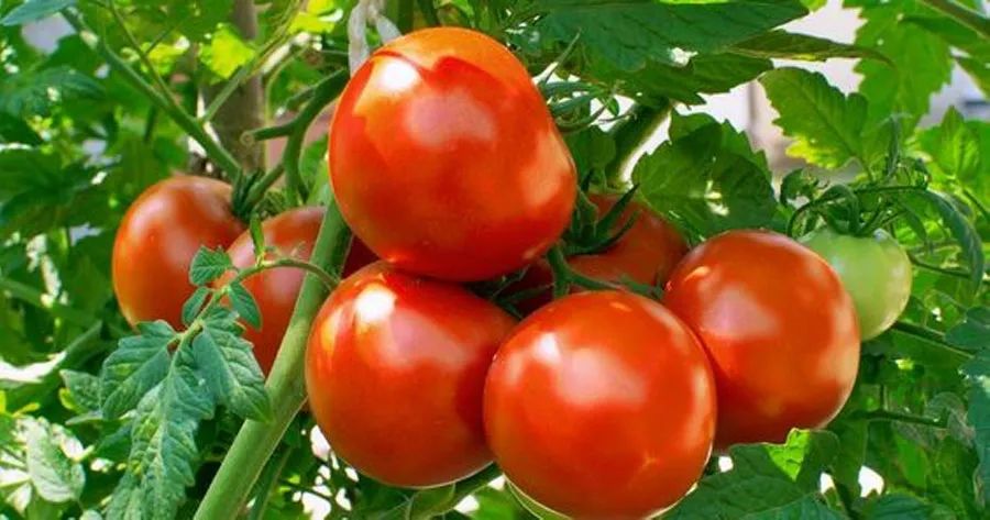 儿童拓印画简单又漂亮创意画,拓印石榴画法儿童画