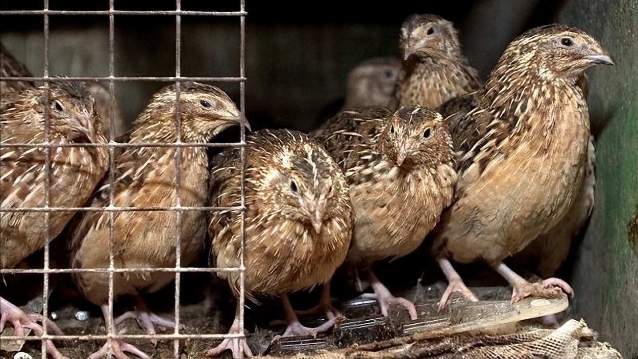 鹌鹑的饲养管理与疾病防治方案,鹌鹑养殖场怎么消毒视频