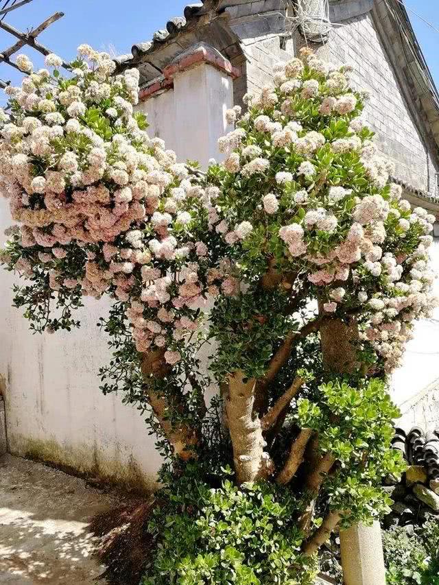 养在家里富贵花有哪些品种,盆栽富贵花怎么种植最好