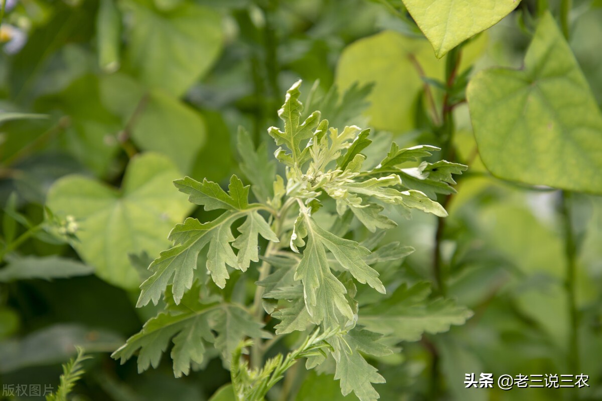养兔技术喂兔用的主要能量饲料,能让兔子长得又快又好的饲料配方