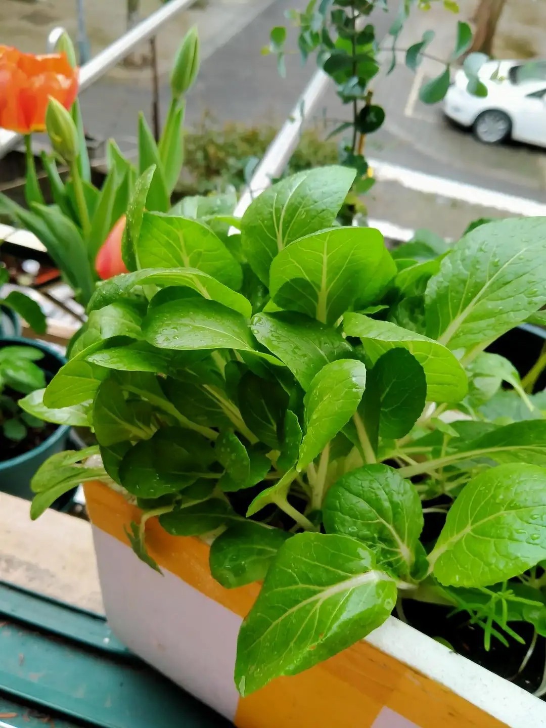 阳台种菜的方法和步骤,阳台种菜的技巧与方法