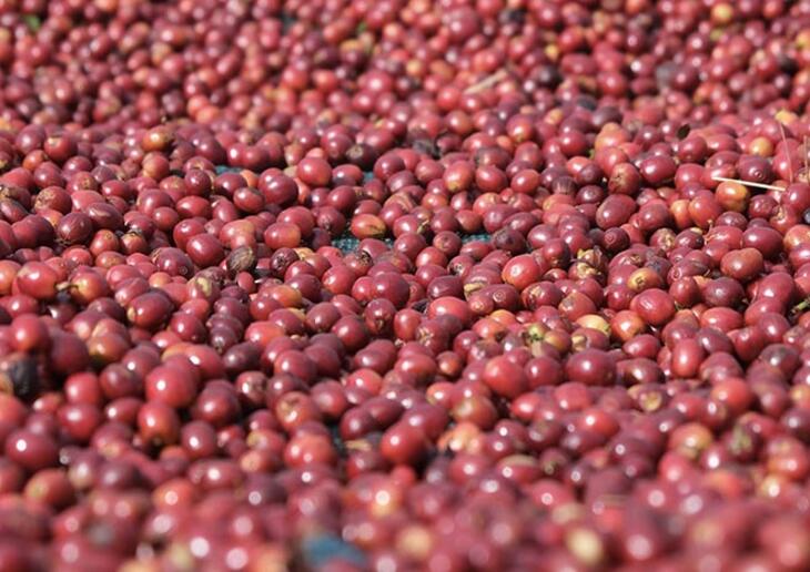 关于日晒法加工咖啡豆,日晒处理咖啡豆怎么加工