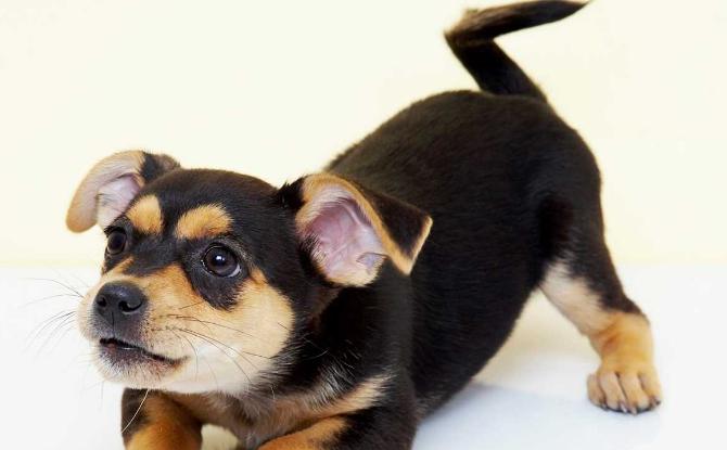 狗子过分活泼怎么办,狗子太兴奋不听话