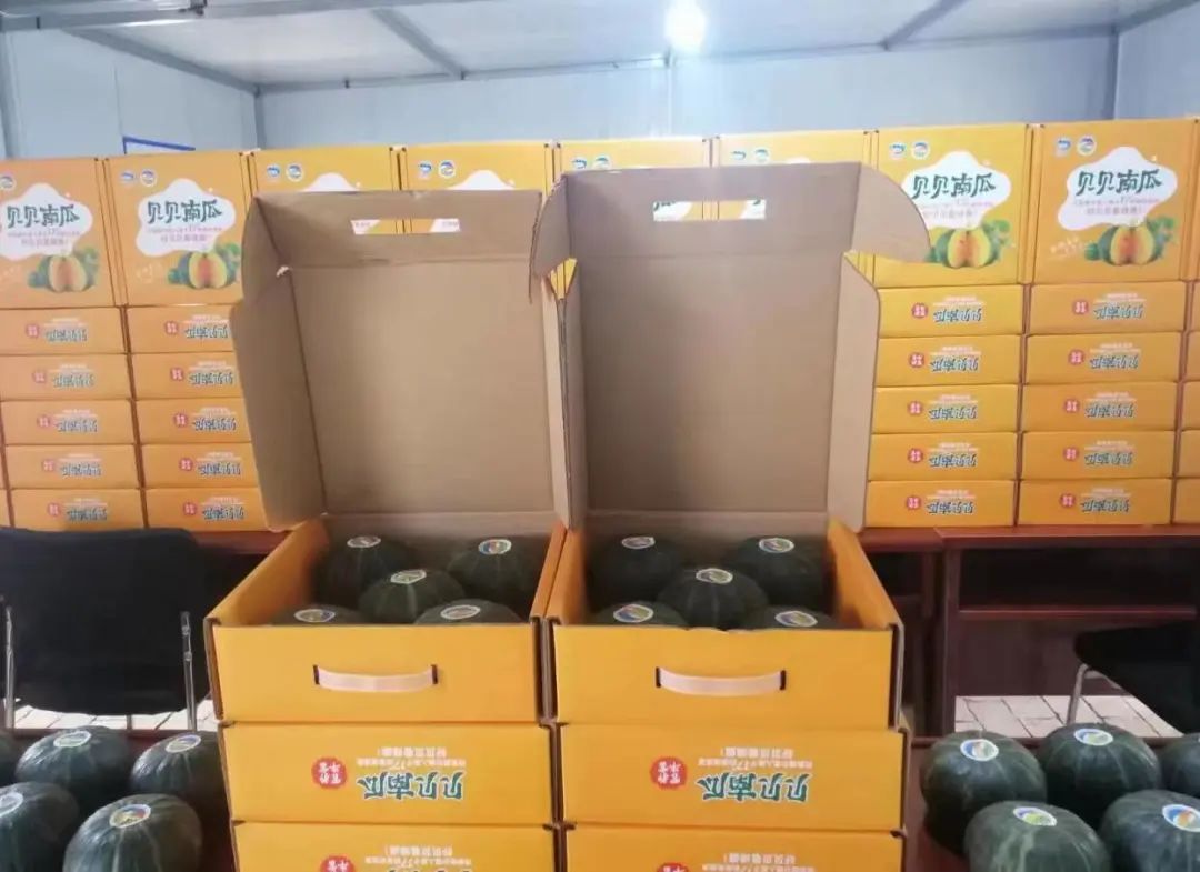 贝贝小南瓜的亩产值及利润是多少,贝贝小南瓜收入