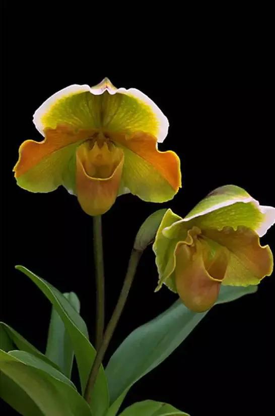 矮种兰花图片欣赏,写意兰花作品欣赏