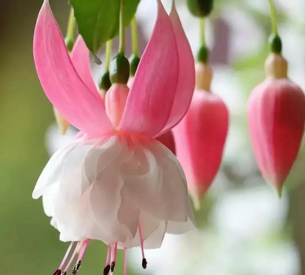 倒挂金钟绝美图片,探照灯倒挂钟