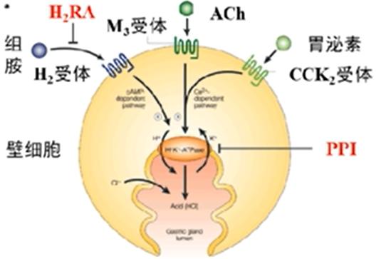 胃食管反流病常用药物是,胃食管反流病常用药物