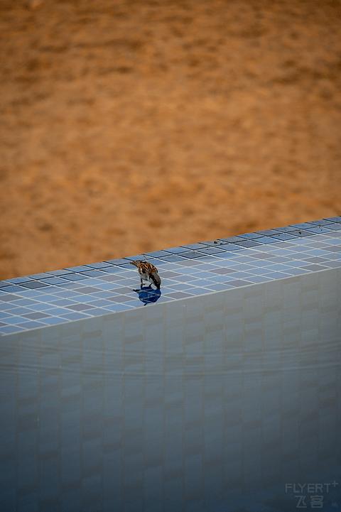 阿联酋丽思卡尔顿,阿联酋野奢帐篷