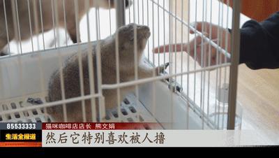 养新动物,从小养的土拨鼠