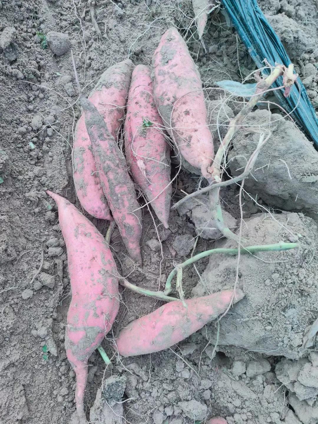 红薯膨大期病虫害防治,红薯常见病害及用药大全