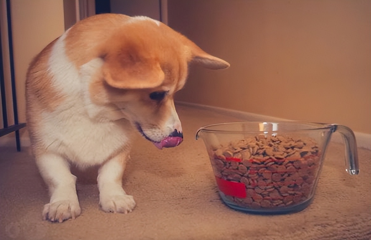 狗狗回家过了7天是不是安全了,为什么狗狗带回家七天不要出门