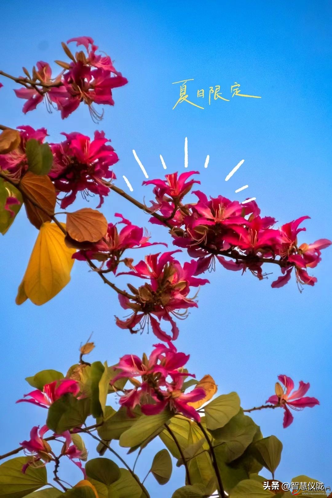 泰酷辣给人一种什么感觉,泰酷辣火了吗