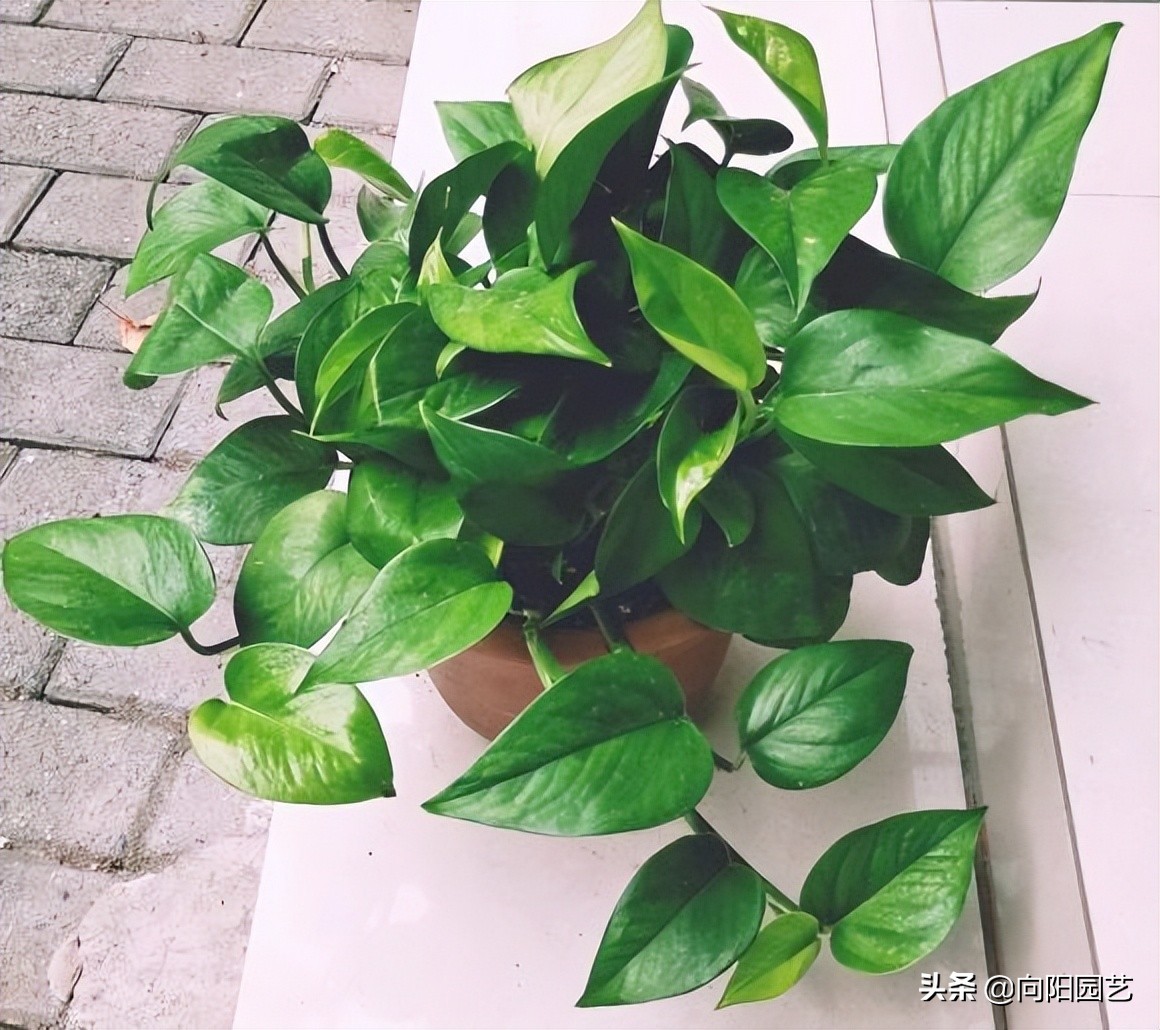 淘米的水能浇绿萝吗,淘米的水可以浇绿萝吗