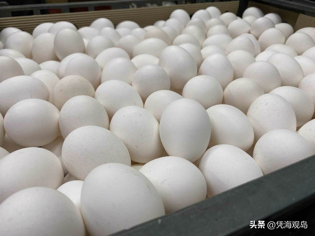 台湾名嘴谈周玉蔻,台湾名嘴评周玉蔻最新言论